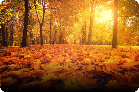 Fall